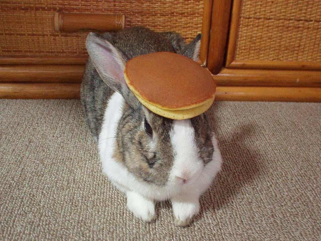 Oolong, the internet-famous grey and white bunny, with a pancake on his head.